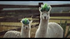 poster-30857-samsung-galaxy-note-10-alpaca-236x132