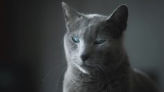 poster-30865-digitec-galaxus-katz-236x132