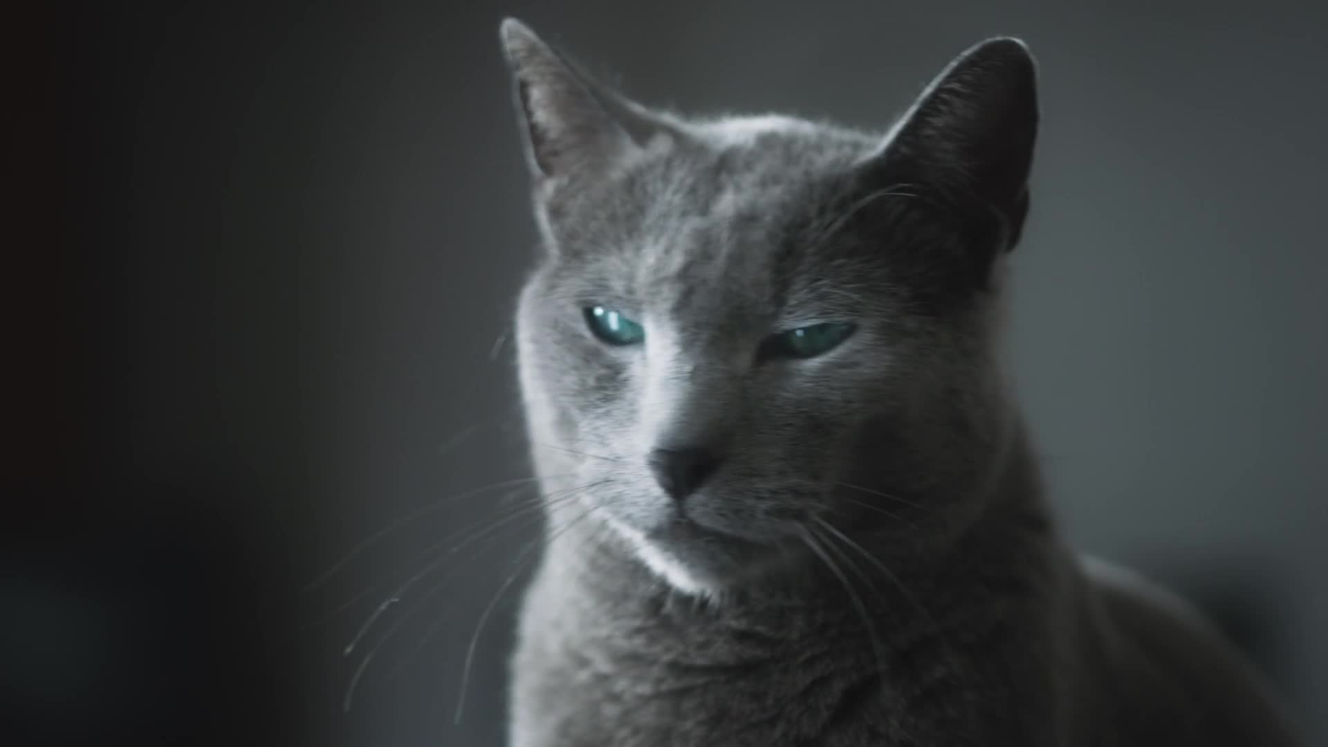 Digitec Galaxus Katz Culture Pub