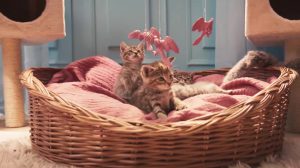 poster-30867-lol-cats-flatulences-et-metaphore-grivoise-2019-09-12-300x168