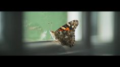 poster-30893-the-guardian-hope-is-power-236x132