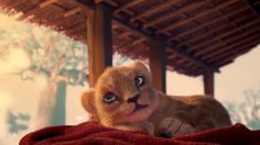 poster-30896-born-free-foundation-the-bitter-bond-236x132