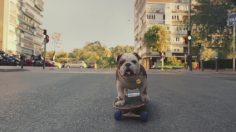 poster-30932-churchill-chur-chill-236x132