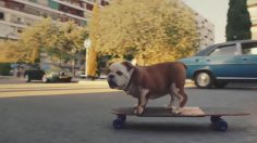 poster-30936-tinder-chiens-skateurs-et-boys-band-2019-10-10-236x132