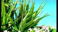 poster-30941-tahiti-douche-paradisiaque-03-20-236x132