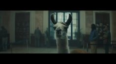 poster-30988-bosch-the-llama-drama-236x132