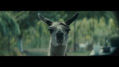 poster-30993-lama-selfies-et-ourson-2019-10-31-236x132