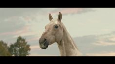 poster-31158-atg-sverige-singing-horses-236x132