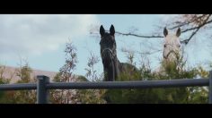 poster-31309-atg-singing-horses-sunny-236x132