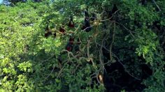 poster-31356-lobby-it-s-victor-fault-236x132