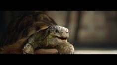poster-31357-homebase-gary-the-tortoise-236x132