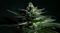 poster-31409-kiva-the-secret-to-kiva-s-chocolates-236x132