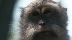 poster-31428-fondation-banco-de-bosques-devolveles-su-casa-236x132