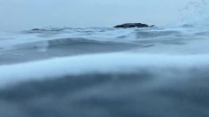 poster-31518-royal-life-saving-society-swim-ireland-be-a-lifesaver-236x132