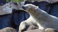 poster-31522-wwf-danemark-turquie-protection-des-animaux-don-t-let-this-be-my-last-selfie-236x132