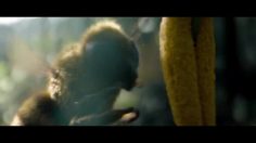 poster-31545-vittell-abeille-236x132