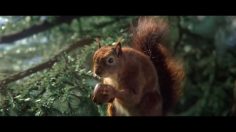 poster-31546-vittel-ecureuil-236x132