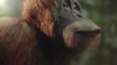 64609_preview-236x132