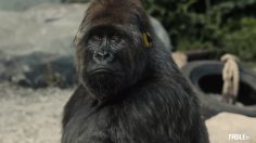 64631_preview-236x132