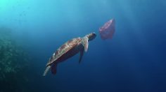 65019_001_preview-236x132