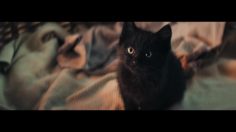 64747_preview-236x132