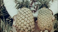 Capture-d’écran-2021-01-21-140216-236x132