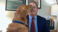 Capture-d’écran-2021-02-02-104515-236x132