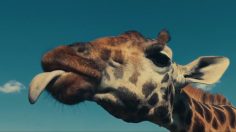 Capture-d’écran-2021-03-02-104903-236x132