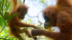 Capture-d’écran-2021-04-01-111405-236x132