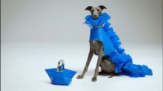 Capture-d’écran-2021-04-08-111901-236x132