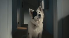 Capture-d’écran-2021-04-09-173641-236x132