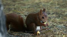 Capture-d’écran-2021-04-16-145917-236x132