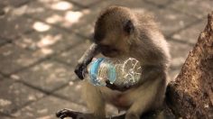 Capture-d’écran-2021-04-21-124500-236x132