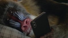 Capture-d’écran-2021-04-22-164543-236x132