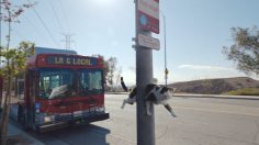 Capture-d’écran-2021-05-05-151642-236x132