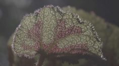 Capture-d’écran-2021-05-26-120541-236x132