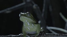 Capture-d’écran-2021-05-26-120706-236x132