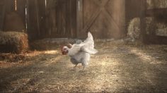 Capture-d’écran-2021-06-07-154940-236x132