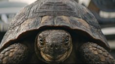 Capture-d’écran-2021-08-24-111416-236x132