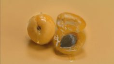 Capture-d’écran-2021-09-01-143143-236x132