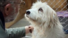 Capture-d’écran-2021-11-03-111857-236x132