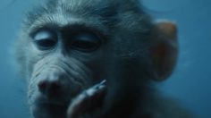 Capture-d’écran-2021-11-09-113413-236x132