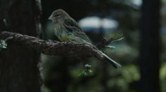 Capture-d’écran-2022-01-17-102922-236x132