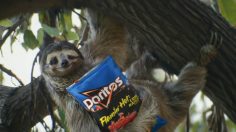 Capture-d’écran-2022-02-03-113348-236x132