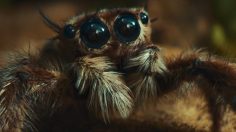 Capture-d’écran-2022-02-16-122753-236x132