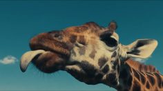 Capture-d’écran-2022-02-17-100803-236x132