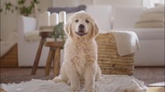 Capture-d’écran-2022-04-06-145626-236x132