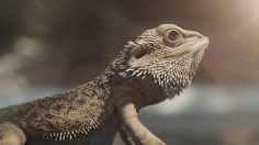 Capture-d’écran-2022-05-20-101733-236x132