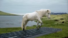 Capture-d’écran-2022-05-24-173015-236x132