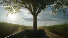 Capture-d’écran-2022-06-23-093307-236x132